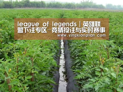 种植基地三