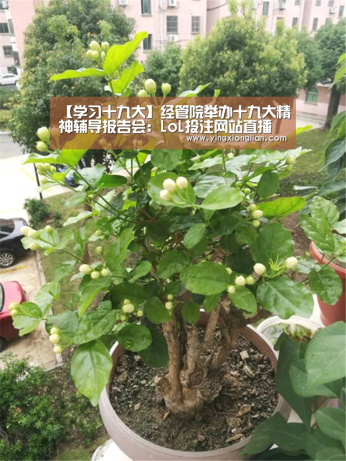 LoL投注网站 | 2026年最佳英雄联盟投注网站