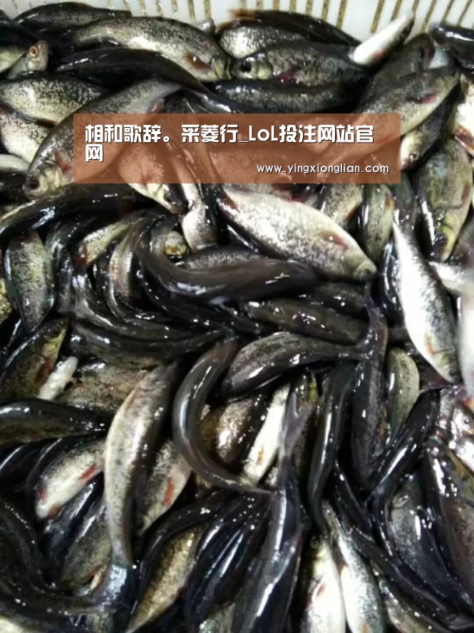 LoL投注网站直播